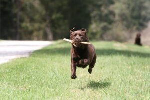 labrador, fetch, dog